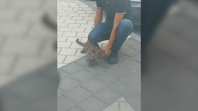 Кошеня леопарда утримують франківці у своїй квартирі Кошеня леопарда утримують франківці у своїй квартирі