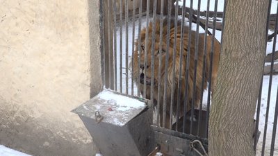 Як зимують тварини в Одеського зоопарку Як зимують тварини в Одеського зоопарку