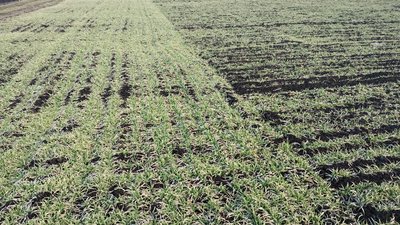 Демонстраційний полігон інституту сільського господарства