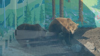 У Подільському зоопарку ведмеді прокидаються після зимової сплячки