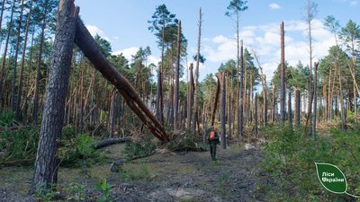 Наслідки буревію в лісництвах на Чернігівщині Наслідки буревію в лісництвах на Чернігівщині