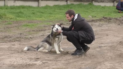 Прогулянки із собаками