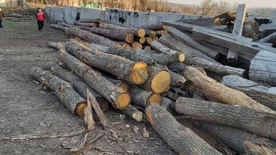 "Кришування" вирубки лісу на Харківщині: підозрюють поліцейських