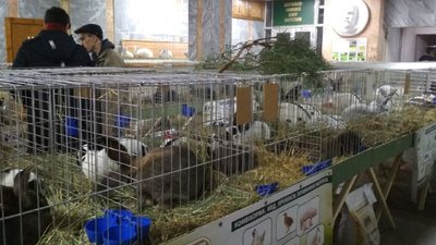 Суддя з Німеччини оцінював чистоту порід кролів Сумщини