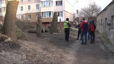 Дерева, які зрізали Дерева, які зрізали