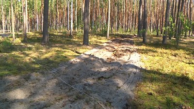 Лісівники Житомирщини відновлюють лісові насадження, пошкоджені лісовими пожежами Лісівники Житомирщини відновлюють лісові насадження, пошкоджені лісовими пожежами