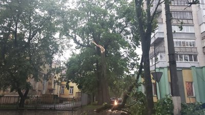Негода у Сумах: дощ, шквали вітру та повалені дерева (фото)