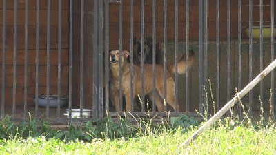 Шість котів з-під Харкова лікують у притулку для тварин поблизу Івано-Франківська Шість котів з-під Харкова лікують у притулку для тварин поблизу Івано-Франківська