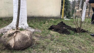 У львівському Домі Франка відновили сад У львівському Домі Франка відновили сад