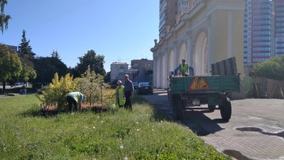 Житомирські комунальники висадили в місті понад тисячу кущів троянд Житомирські комунальники висадили в місті понад тисячу кущів троянд