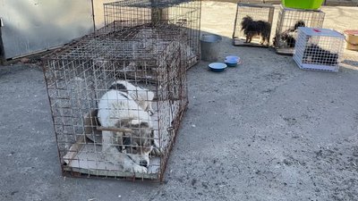 Алабай, такса, болонки: у Полтаві вилучили породних собак, яких утримували у неналежних умовах Алабай, такса, болонки: у Полтаві вилучили породних собак, яких утримували у неналежних умовах
