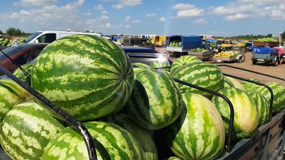 Баштанні на Херсонщині: чому занизька ціна на гуртовому ринку