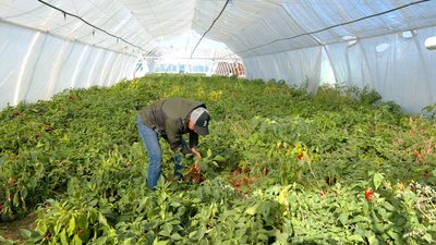 Вирощування томатів на Вінниччині: який урожай прогнозують аграрії Вирощування томатів на Вінниччині: який урожай прогнозують аграрії