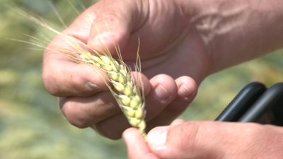 У Запорізькій області через погодні умови може знизитися врожайність зернових