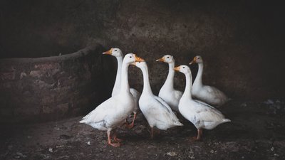 Фуа-гра під загрозою. Країни масово знищують качок через пташиний грип