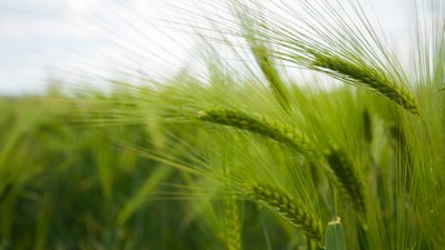 Аграрії Одещини готуються до збору перших врожаїв: про ризики та можливі збитки. ФОТО. ВІДЕО Аграрії Одещини готуються до збору перших врожаїв: про ризики та можливі збитки. ФОТО. ВІДЕО