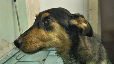 Отримала поранення на передовій: собака на прізвисько Ніка проходить курс реабілітації Отримала поранення на передовій: собака на прізвисько Ніка проходить курс реабілітації