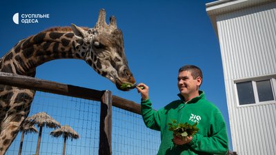 В одеському Біопарку народилося жирафеня В одеському Біопарку народилося жирафеня