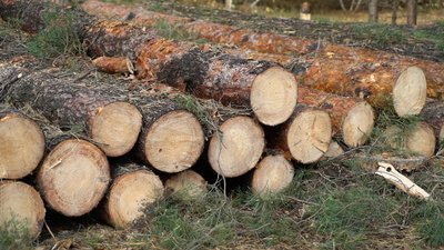 На Полтавщині заготовляють дрова та деревину для військових