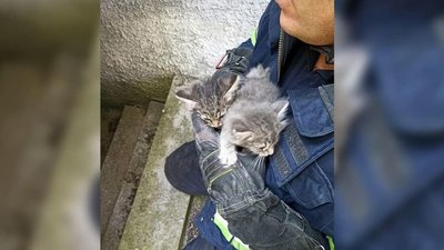 У Дніпрі рятувальники витягли з зачиненого підвалу кошенят