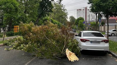 У Києві на вулиці Івана Сірка ускладнений рух транспорту через падіння дерева