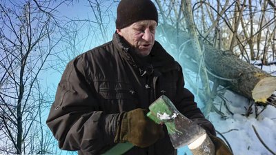 Клен американський на Чернігівщині: Леонід Гришков заготовляє дрова в себе на городі