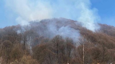 На Закарпатті затримали чоловіка, який підпалив траву у лісгоспі
