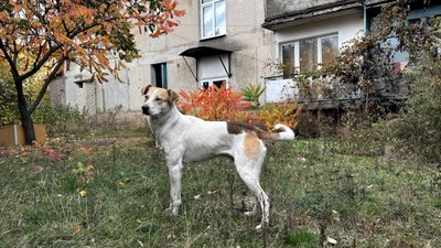 Собака восени на Донеччині