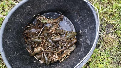 Раки, які у незаконний спосіб ловив чоловік у Гайсинському районі
