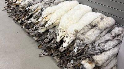120 шкурок песця