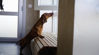 "З вадою не потрібен". Історія такси Сільвера, покинутого в харківському притулку через ампутацію "З вадою не потрібен". Історія такси Сільвера, покинутого в харківському притулку через ампутацію