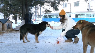 Безпритульні собаки