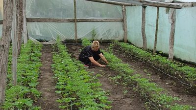 На Полтавщині овочевими культурами засадять понад 80 тисяч гектарів площ На Полтавщині овочевими культурами засадять понад 80 тисяч гектарів площ