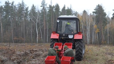 На Черкащині лісівники висадили майже два мільйони сіянців На Черкащині лісівники висадили майже два мільйони сіянців