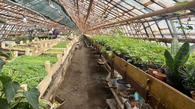 Чорнобривці, сальвії, петунії: у Житомирі комунальники готуються облаштовувати клумби