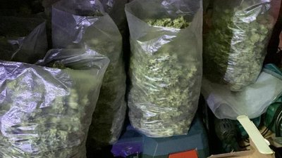 Судитимуть закарпатця, в помешканні якого знайшли 150 кг канабісу Судитимуть закарпатця, в помешканні якого знайшли 150 кг канабісу