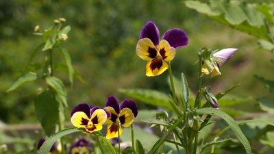 У Передіванні на Івано-Франківщині отець Іван Терновський вирощує розсаду та овочі У Передіванні на Івано-Франківщині отець Іван Терновський вирощує розсаду та овочі