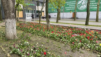 У Херсонському державному аграрно-економічному університеті квітне колекція тюльпанів