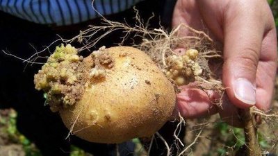 Картопляний рак: як на ринках Херсонщини не купити зіпсований овоч