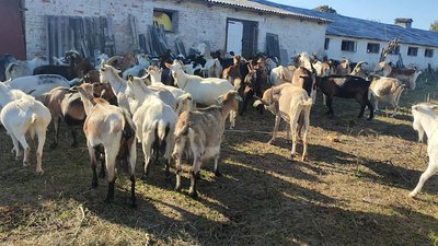 Фермер з Донеччини евакуював півтори сотні кіз на Волинь та планує запускати виробництво Фермер з Донеччини евакуював півтори сотні кіз на Волинь та планує запускати виробництво