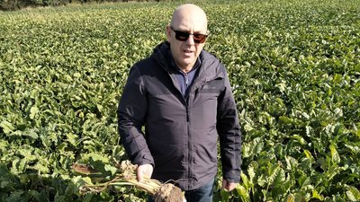 "Маємо хорошу цукристість": на Волині триває збір буряків "Маємо хорошу цукристість": на Волині триває збір буряків