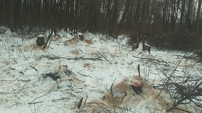 Екологи, незаконна вирубка дерев, шкода екології