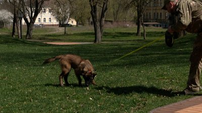 Шукатимуть наркотики, вибухівку та людей: у Чернігові кінологічний центр Нацполіції взяв 6 цуценят на навчання Шукатимуть наркотики, вибухівку та людей: у Чернігові кінологічний центр Нацполіції взяв 6 цуценят на навчання