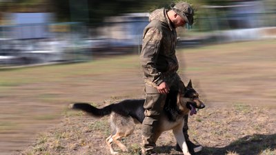 Службовий пес та кінолог Службовий пес та кінолог