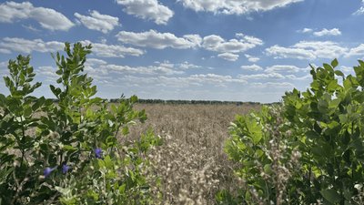 Поле на Донеччині