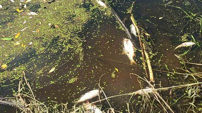 У річці Західний Буг на Волині знайшли 130 загиблих риб та раків У річці Західний Буг на Волині знайшли 130 загиблих риб та раків