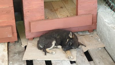 Голодні, налякані, деякі контужені. На Кіровоградщину евакуювали собак з Херсона Голодні, налякані, деякі контужені. На Кіровоградщину евакуювали собак з Херсона