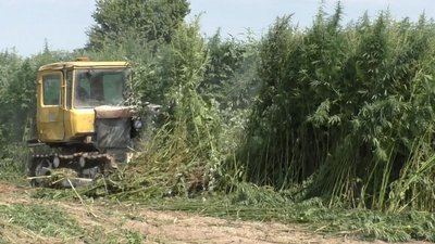 "Сам посіявся". У Луцьку бульдозером знищують 10 гектарів дикорослих конопель "Сам посіявся". У Луцьку бульдозером знищують 10 гектарів дикорослих конопель