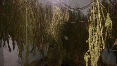 На Херсонщині поліцейські виявили незаконні наркоплантації марихуани на суму близько 1 млн грн На Херсонщині поліцейські виявили незаконні наркоплантації марихуани на суму близько 1 млн грн