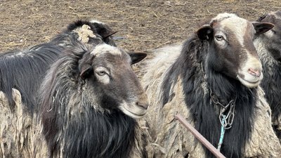 Барани з Прилісного